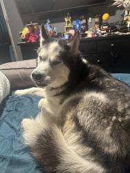 Lost Male Dog last seen 101st and elm ave, Broken Arrow, OK 74011