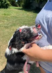 Reunited Male Dog last seen Woodhaven/keno, Fort Worth, TX 76182
