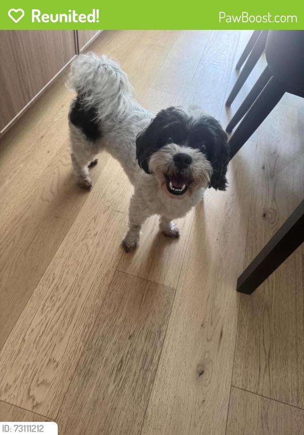 Reunited Male Dog last seen Fullers Cross and East Crown Point, Winter Garden, FL 34787