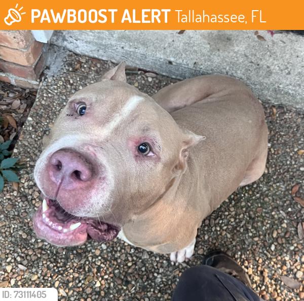 Found/Stray Female Dog last seen Mission road and Fred George road, Tallahassee, FL 32304