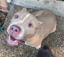Found/Stray Female Dog last seen Mission road and Fred George road, Tallahassee, FL 32304