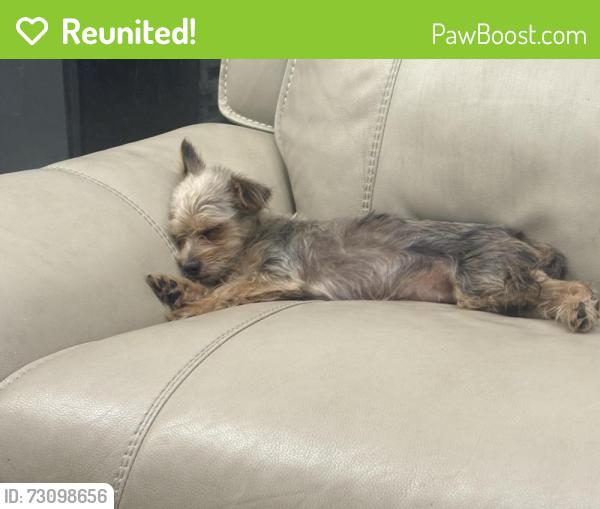 Reunited Female Dog last seen Near Cornwall ln Tampa Florida, Tampa, FL 33615