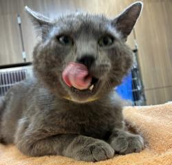 Shelter Stray Male Cat last seen Linden and Division st, OR, 1700 W Historic Columbia River Hwy, Troutdale, OR 97060, USA