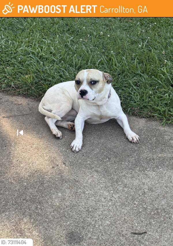 Found/Stray Male Dog last seen Bethany Forest Subdivision/Dock Hyde Rd, Carrollton, GA 30116