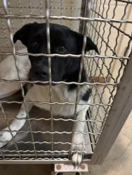 Shelter Stray Female Dog last seen Near N Lamar Boulevard, AUSTIN, TX, 78753, 7201 Levander Loop bldg a, Austin, TX 78702, USA