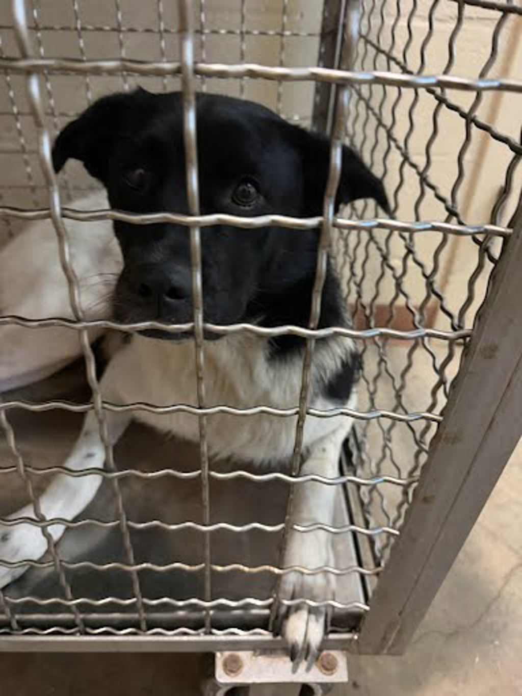 Shelter Stray Female Dog last seen Near N Lamar Boulevard, AUSTIN, TX, 78753, 7201 Levander Loop bldg a, Austin, TX 78702, USA