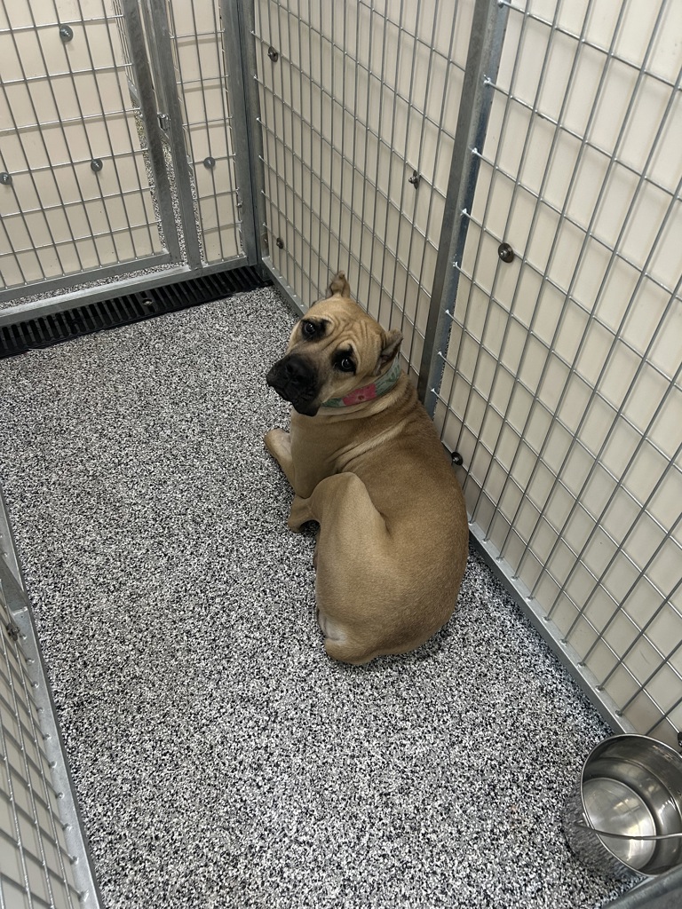 Shelter Stray Female Dog last seen Near S Keri Lynn Drive, RIVERTON, UT, 84065, 511 W 3900 S, Salt Lake City, UT 84123, USA