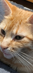 Reunited Female Cat last seen Swiss Rd Weston super mare, North Somerset, England BS23