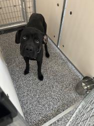 Shelter Stray Female Dog last seen Near S Keri Lynn Drive, RIVERTON, UT, 84065, 511 W 3900 S, Salt Lake City, UT 84123, USA
