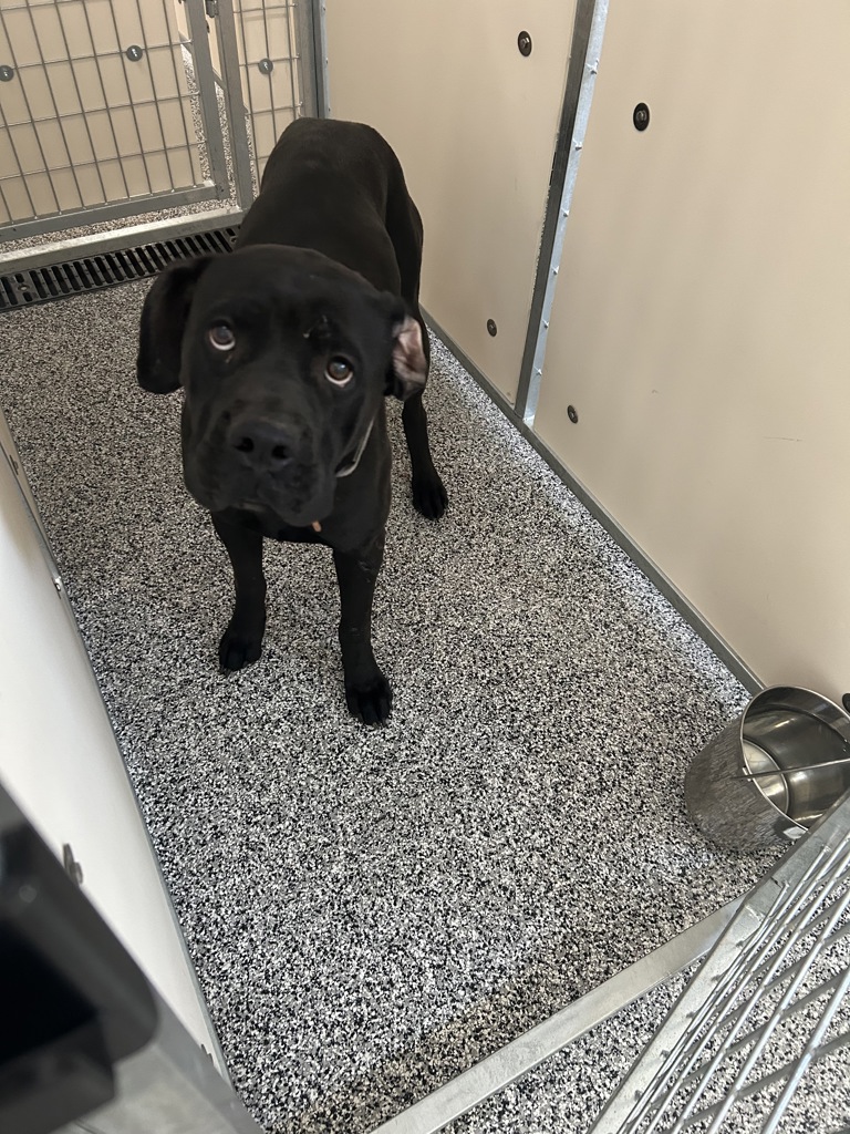 Shelter Stray Female Dog last seen Near S Keri Lynn Drive, RIVERTON, UT, 84065, 511 W 3900 S, Salt Lake City, UT 84123, USA