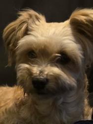Found/Stray Male Dog last seen Success in 98th St., Los Angeles, CA 90001
