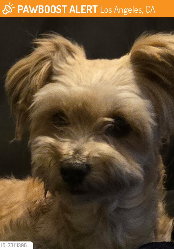 Found/Stray Male Dog last seen Success in 98th St., Los Angeles, CA 90001