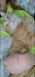 Reunited Female Cat last seen Mill Valley Lane, West Valley City, UT 84118