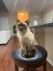 Lost Male Cat last seen Near Rocky Meadow Drive, Houston, Houston, TX 77024