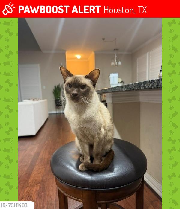 Lost Male Cat last seen Near Rocky Meadow Drive, Houston, Houston, TX 77024