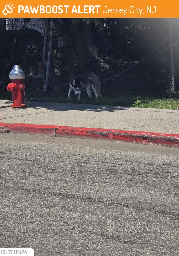 Found/Stray Male Dog last seen Garfield Ave by the GA light rail station, Jersey City, NJ 07305