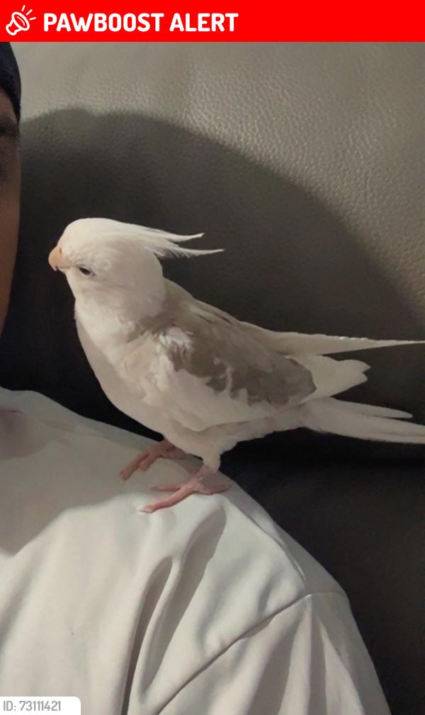 Lost Unknown Bird last seen Little ilford lane, Greater London, England E12 5PJ