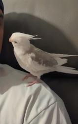 Lost Unknown Bird last seen Little ilford lane, Greater London, England E12 5PJ