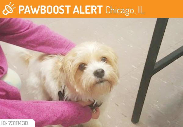 Found/Stray Male Dog last seen Near W Argyle St, Chicago, Chicago, IL 60640