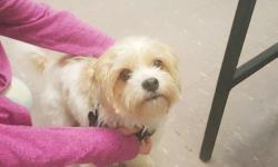 Found/Stray Male Dog last seen Near W Argyle St, Chicago, Chicago, IL 60640