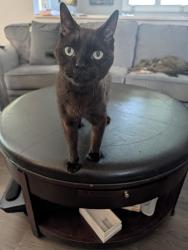 Reunited Male Cat last seen Mohawk/ West 18th , Hamilton, ON 