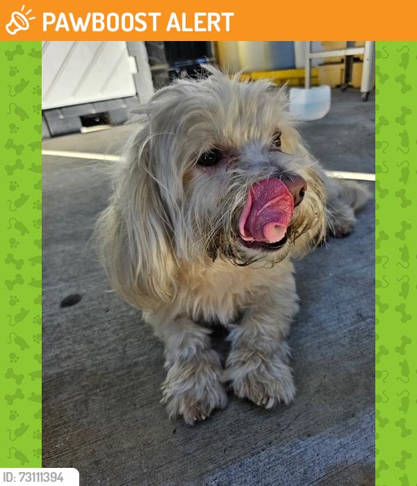 Found/Stray Unknown Dog last seen Near Clark Ave Hacienda Heights, Hacienda Heights, CA 91745