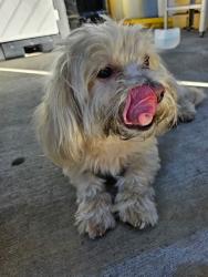 Found/Stray Unknown Dog last seen Near Clark Ave Hacienda Heights, Hacienda Heights, CA 91745