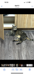 Reunited Male Cat last seen Lincoln and Walker in Cypress, Ca., Cypress, CA 90630