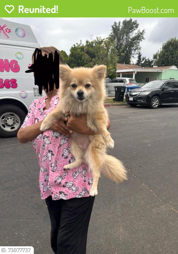 Reunited Female Dog last seen Saticoy / wilbur, Los Angeles, CA 91335