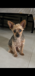 Reunited Female Dog last seen Shadybend, Hacienda Heights, CA 91745