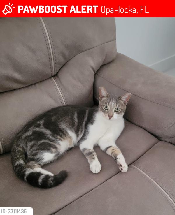 Lost Male Cat last seen Near NW 40th Ct, Miami Gardens, FL 33054, Opa-locka, FL 33054