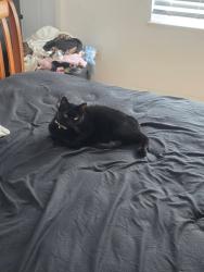 Reunited Male Cat last seen Nicklaus Dr / Watrous Dr / Barna Ave, Titusville, FL 32780