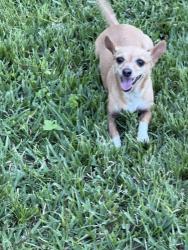 Reunited Female Dog last seen Milwaukee and helmers; Lindale neighborhood, Houston, TX 77009