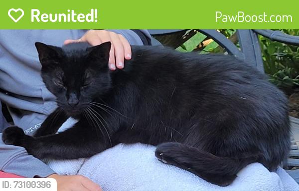 Reunited Male Cat last seen Rockhurst Lane and Northport Drive, Cincinnati, OH 45255