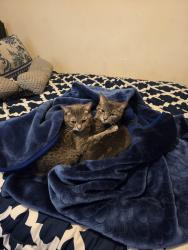 Lost Female Cat last seen Foch boulevard and 131st , Queens, NY 11420