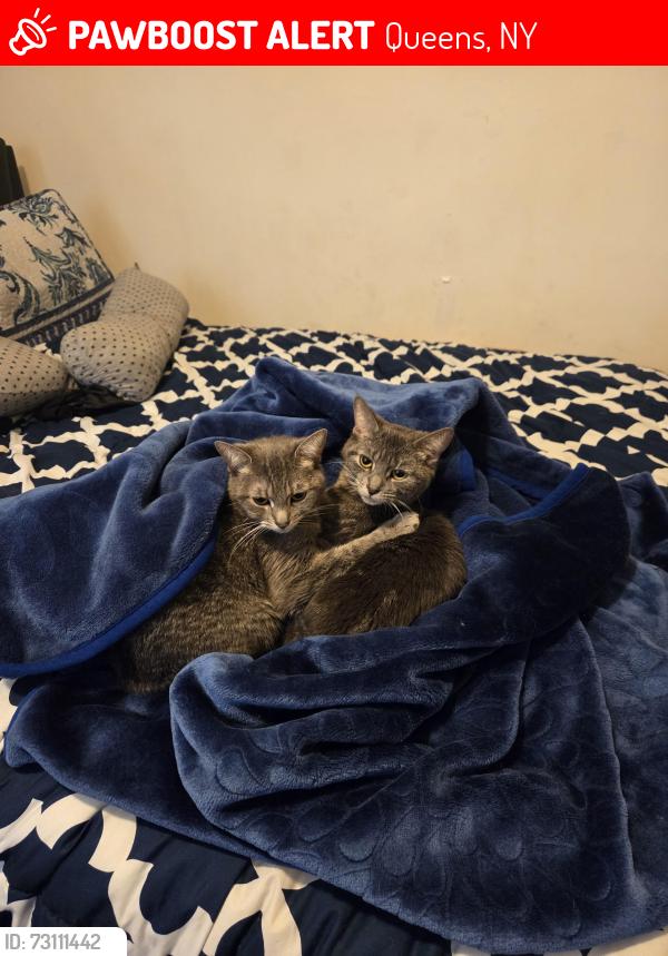 Lost Female Cat last seen Foch boulevard and 131st , Queens, NY 11420
