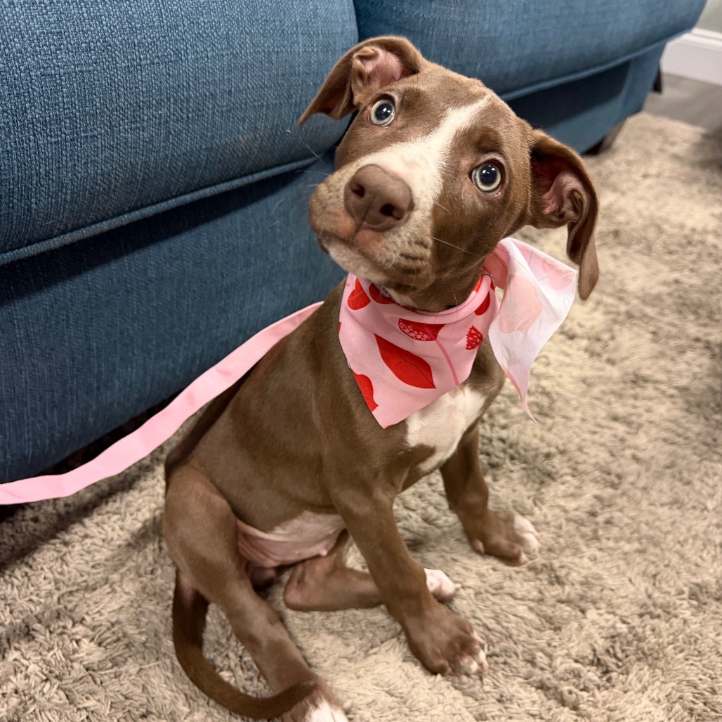 Shelter Stray Female Dog last seen , 3607 N Armenia Ave, Tampa, FL 33607, USA