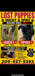 Reunited Female Dog last seen Near Waid Rd, Oneonta, AL 35121, USA, Oneonta, AL 35121