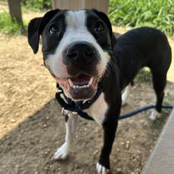 Shelter Stray Female Dog last seen , Animal Care & Control Team of Philly, 111 W Hunting Park Ave, Philadelphia, PA 19140, USA