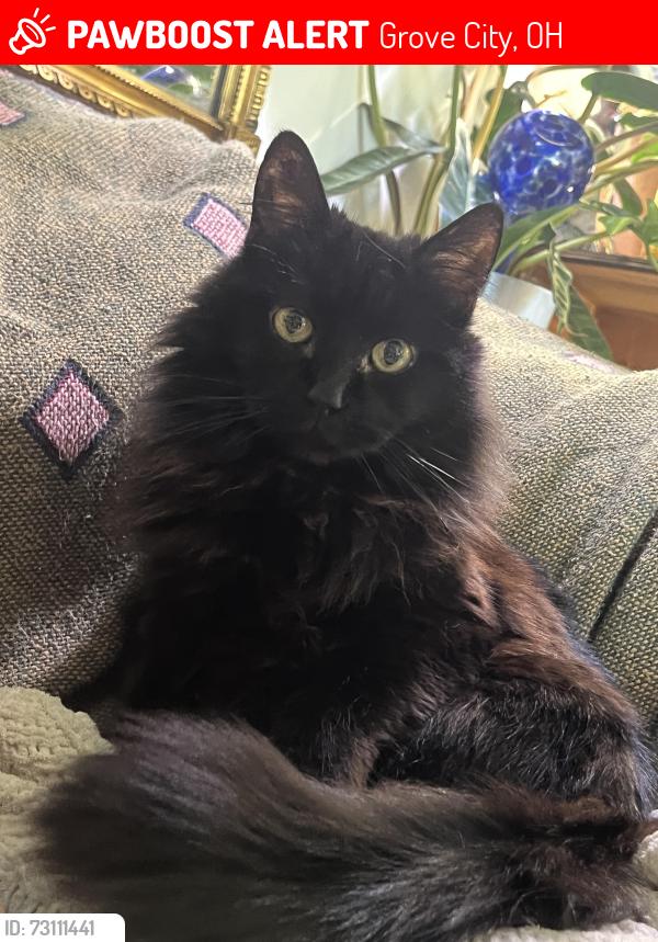 Lost Female Cat last seen Willow creek reserve, Grove City, OH 43123