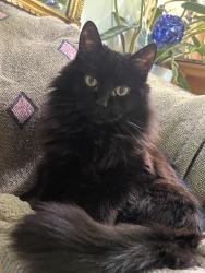 Lost Female Cat last seen Willow creek reserve, Grove City, OH 43123