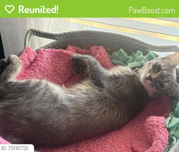 Reunited Female Cat last seen Missouri /14th st, Phoenix, AZ 85014