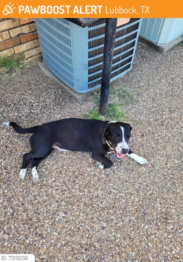 Found/Stray Female Dog last seen 15th and avenue V, Lubbock, TX 79401