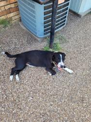Found/Stray Female Dog last seen 15th and avenue V, Lubbock, TX 79401