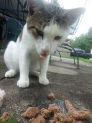 Found/Stray Male Cat last seen Coronado Ave, Cincinnati, OH 45238