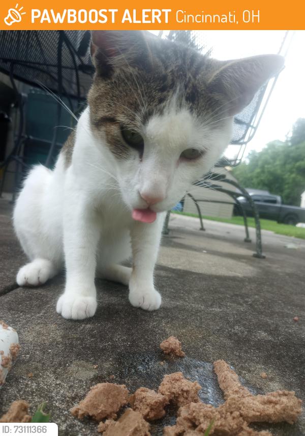 Found/Stray Male Cat last seen Coronado Ave, Cincinnati, OH 45238