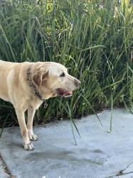 Reunited Male Dog last seen 7th Ave and Sunset Ave, Los Angeles, CA 90291