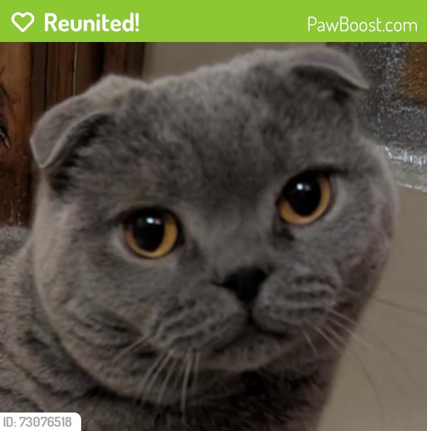 Reunited Female Cat last seen SE 45th, Portland, OR 97215