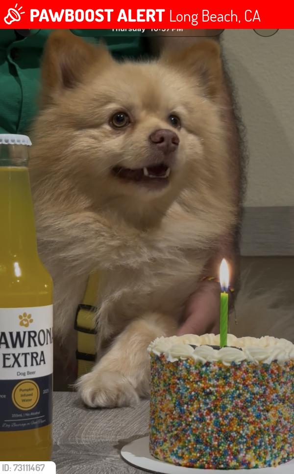 Lost Male Dog last seen 56th st and lemon Ave Long Beach ca, Long Beach, CA 90805