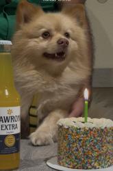 Lost Male Dog last seen 56th st and lemon Ave Long Beach ca, Long Beach, CA 90805